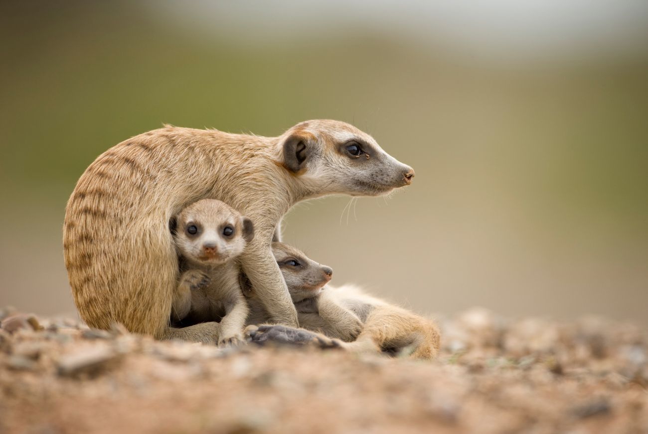 Déze dieren mag je vanaf 1 juli niet meer als huisdier houden