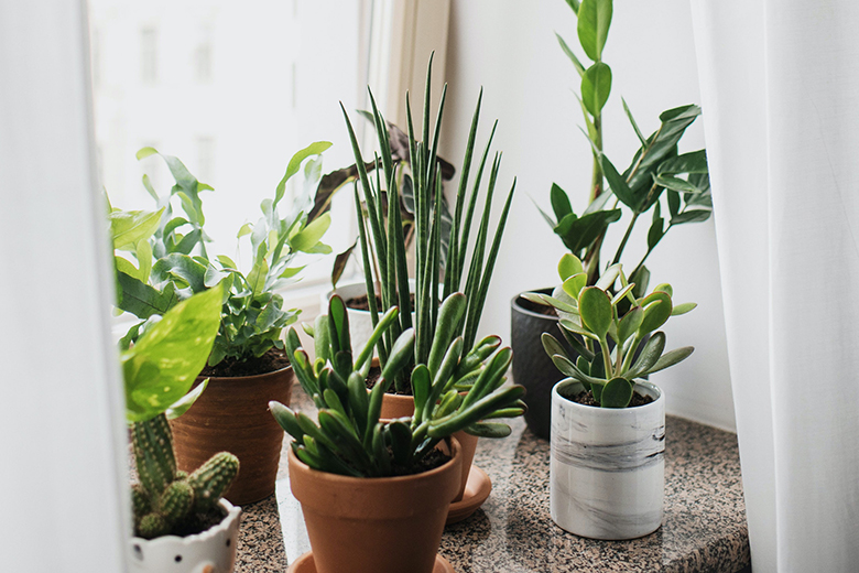 Met deze planten in je raamkozijn komen er geen vliegen meer binnen