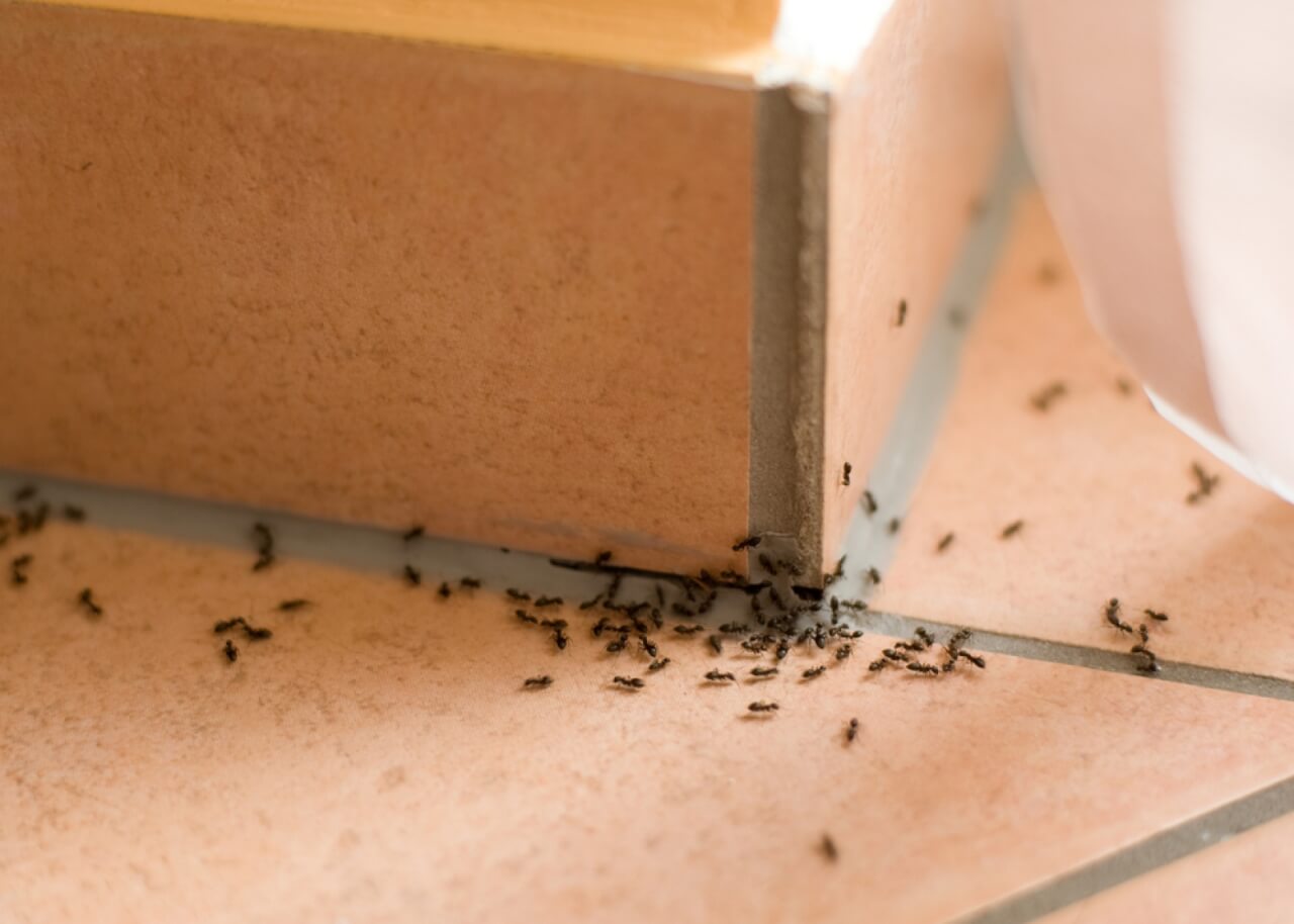 Heb je last van mieren in huis? Met dit onverwachte product reken je er mee af!