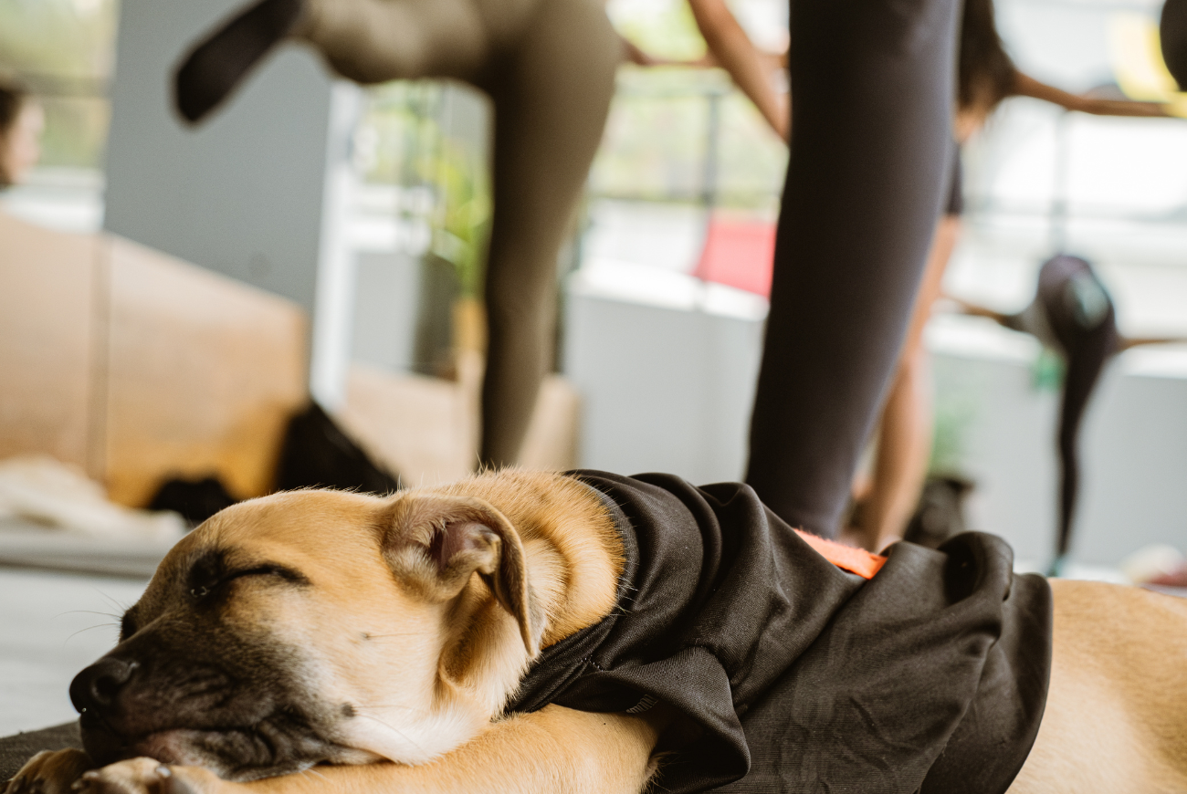 Ah oh: Puppy-yoga blijkt niet zo onschuldig als het lijkt