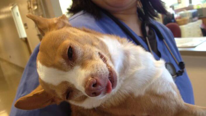 FOTO'S: deze chihuahua eet per ongeluk een hele zak met wietkoekjes leeg! Oeps..
