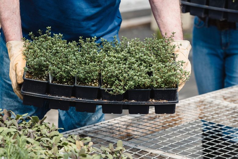 Grootste plantenkweker van het land genoodzaakt deuren te sluiten