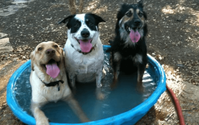 Ook honden hebben het warm dit weekend. ZO houd je jouw trouwe viervoeter koel!