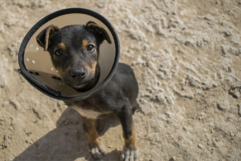Kan jouw hond het coronavirus krijgen? Wij leggen het je uit