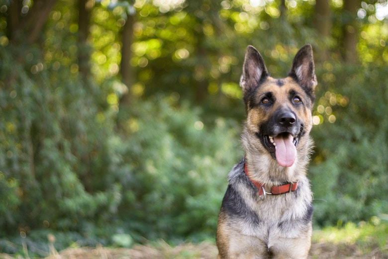 hond persoonlijkheid