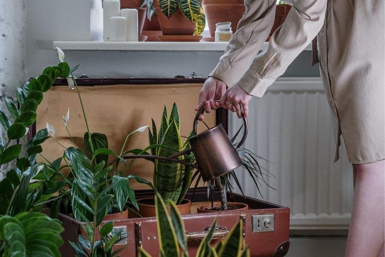 Goed om te weten: dit is het beste tijdstip om je planten water te geven