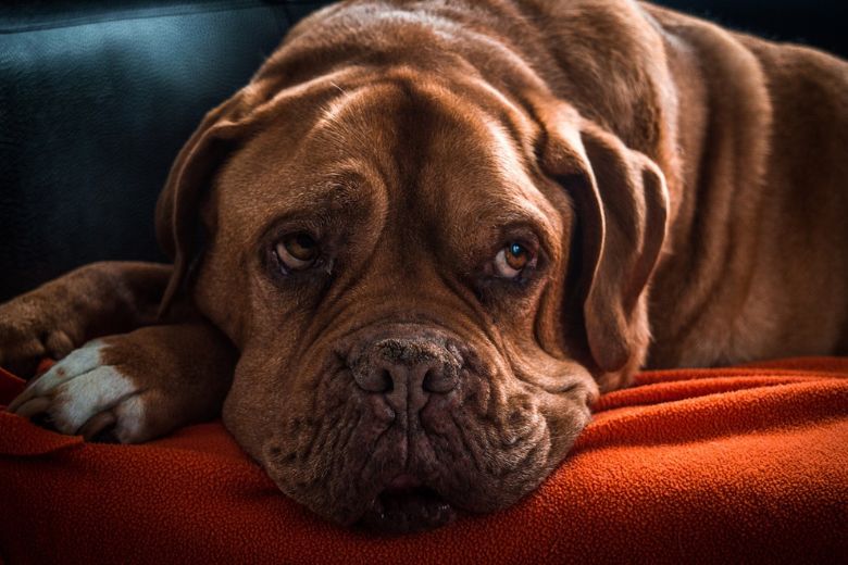 Hooikoorts bij je hond: zo herken je het en dit kun je doen