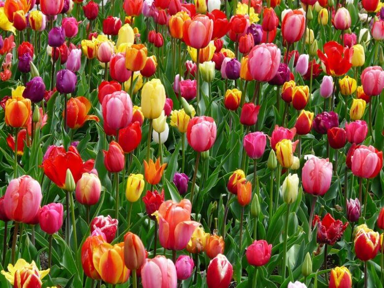Dit vertelt de kleur van de tulpen die jij kiest over jou als persoon