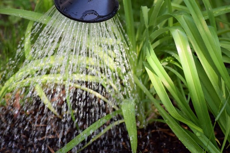 9 tips om water te besparen in je huis en in de tuin