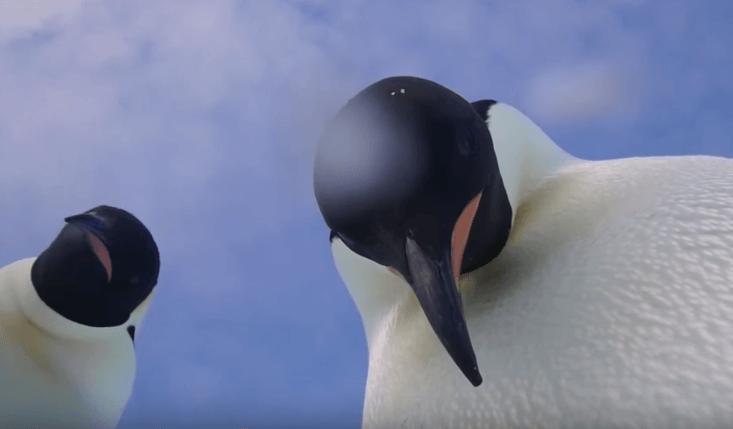Te schattig: nieuwsgierige pinguïns vinden camera en maken dít filmpje
