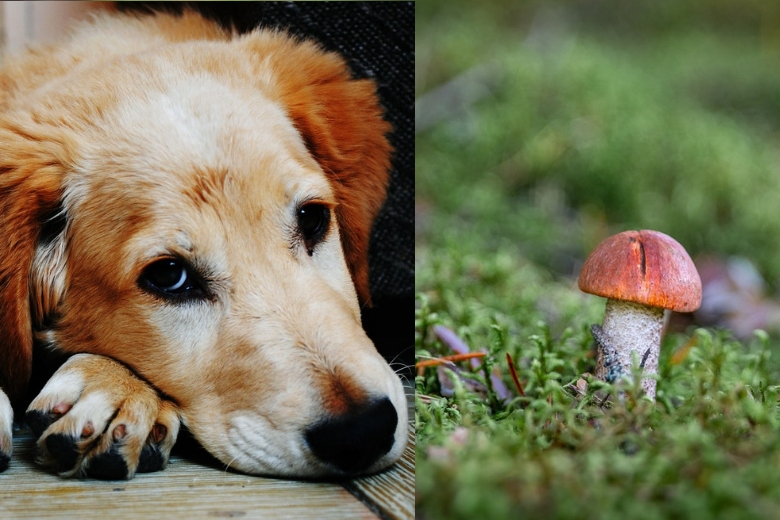 Opgelet: deze wilde paddenstoelen kunnen fataal zijn voor je hond