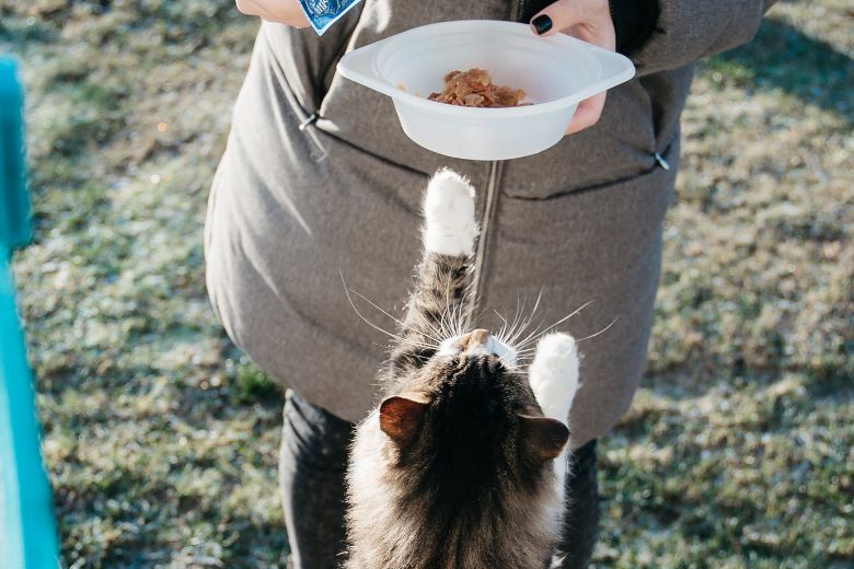 Goed om te weten: deze etenswaren zijn gevaarlijk voor je kat