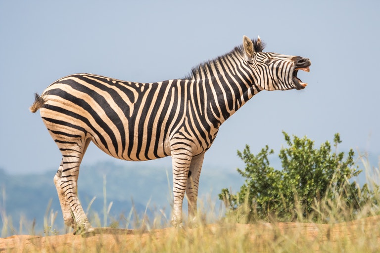 Deze Zebra Werd Gespot In Het Wild - Dierenarts Is In Shock Als Hij Zich Realiseert Waarom Hij Zo Groot Is