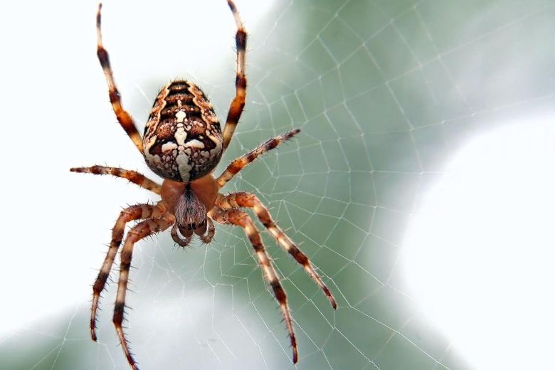 Oeps! Man probeert spin te vermoorden, maar brandt in plaats daarvan zijn huis af