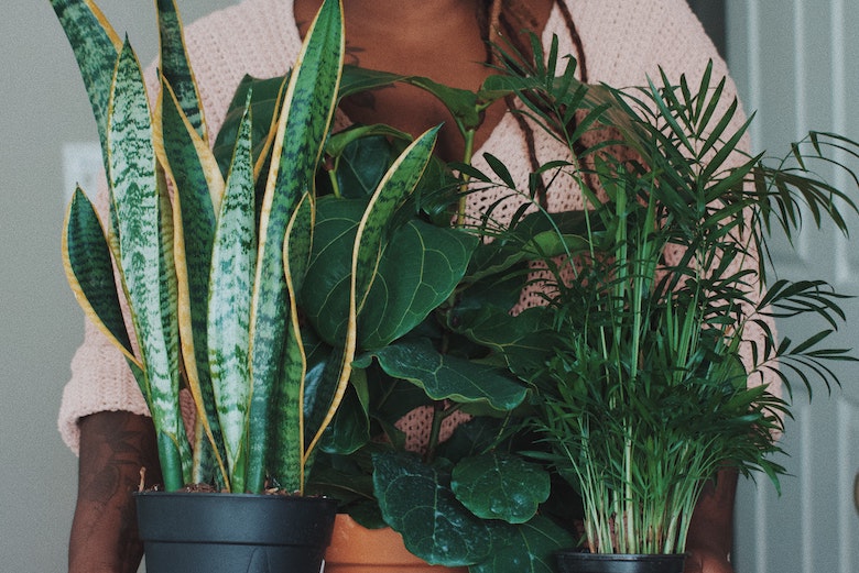 Niet dood te krijgen: is dit de allermakkelijkste kamerplant?