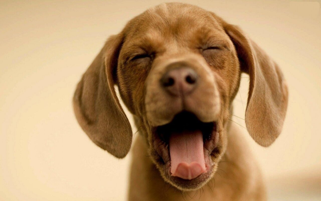 Doet jouw hond dit ook wel eens? Iedereen met een hond MOET dit even lezen!