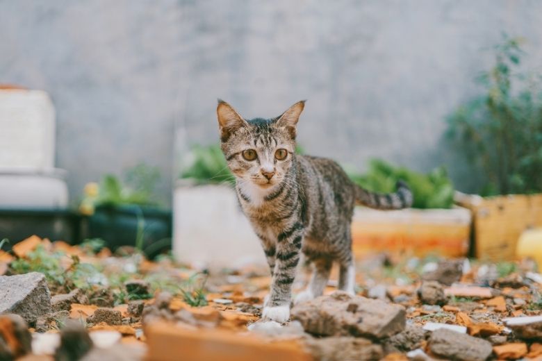 Ecoloog en jurist pleiten voor binnenhouden katten