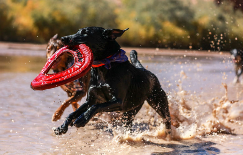 Om deze reden kun je je hond beter geen rood speeltje geven