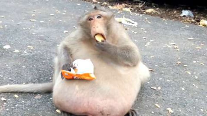 Deze Aap Werd Gespot In Het Wild - Dierenarts Is In Shock Als Hij Zich Realiseert Waarom Hij Zo Groot Is