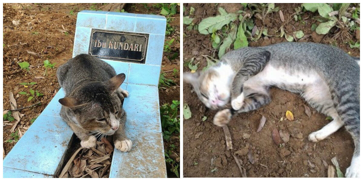 Dit is zo zielig! Deze rouwende kat weigert het graf van zijn geliefde baasje te verlaten...