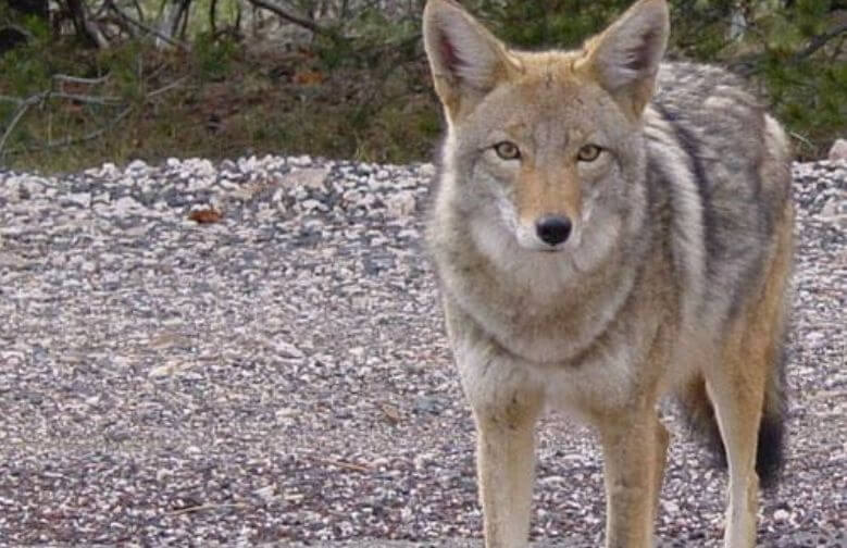 Dit wolfje werd aangereden en wat er dan gebeurt is heel bijzonder!