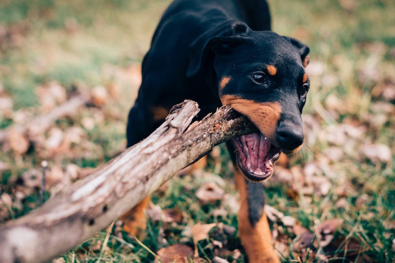 Wat te doen als een hond (van een ander) je bijt?