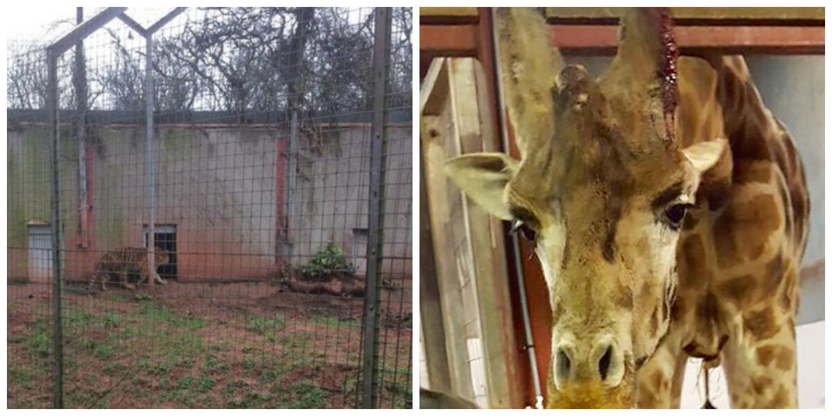 Deze Britse 'horrordierentuin' moet verplicht haar deuren sluiten!  Ongelofelijk, die arme dieren...