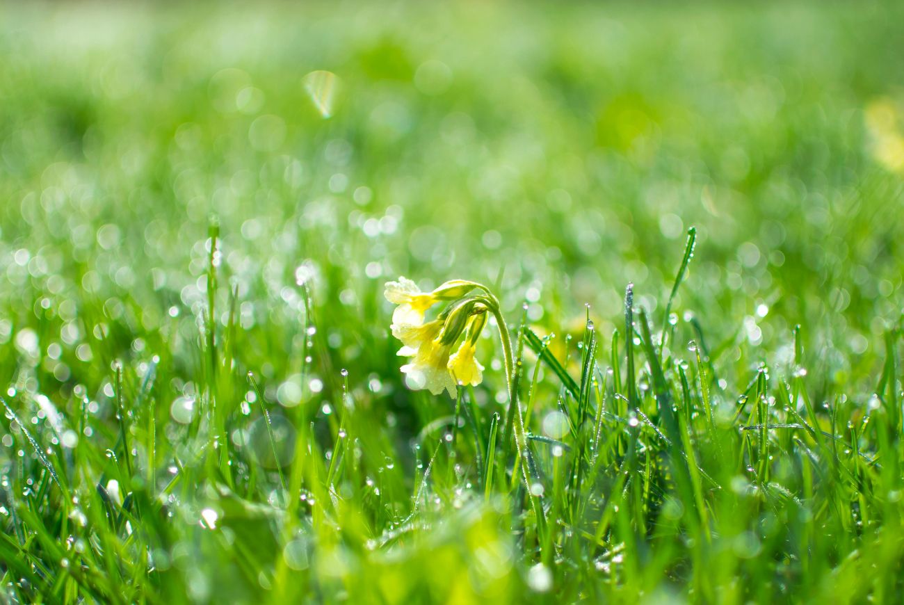 Is de lente al in zicht? Dit is de weersverwachting voor de rest van februari