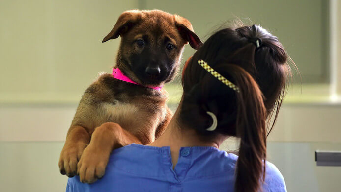 Huh? Deze kliniek in Zuid-Korea heeft al 800 honden gekloond! Bekijk gauw de foto's!