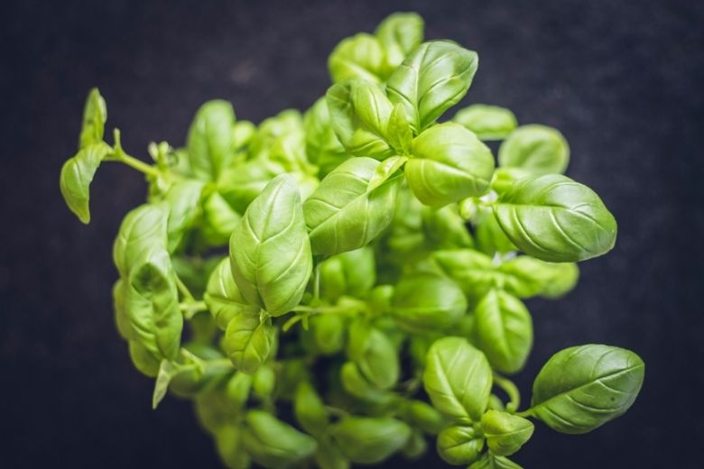 Eerste hulp bij basilicumplantjes uit de supermarkt