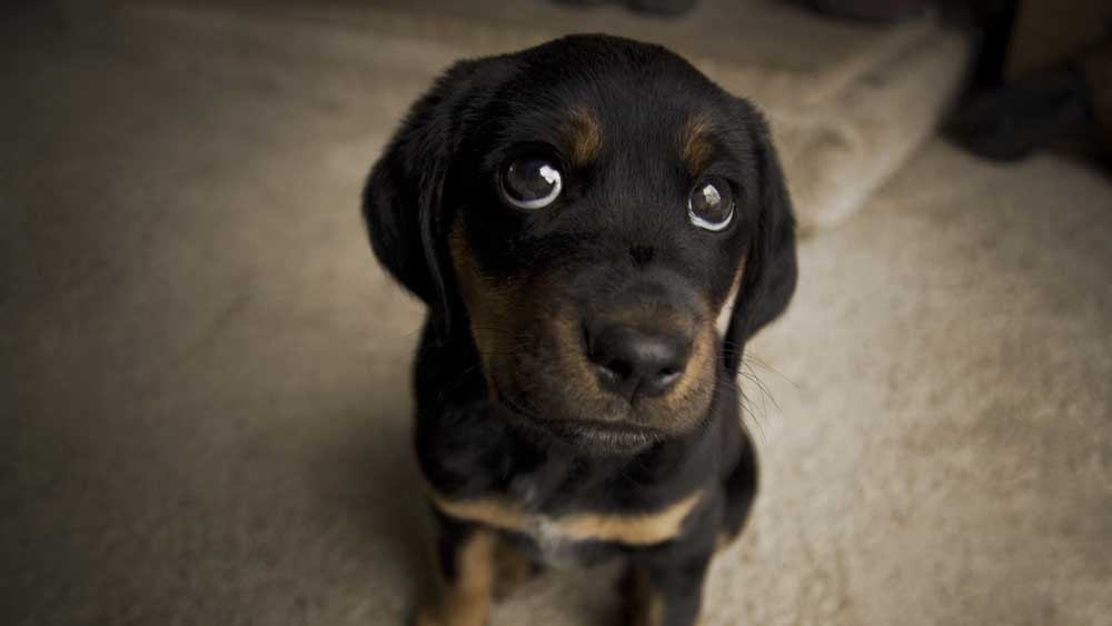 Als je hond één van deze dingen doet wil hij je iets belangrijks vertellen! Doet jouw hond dit wel eens?
