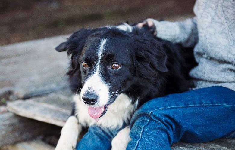 Onderzoek wijst uit: dit zijn de slimste hondenrassen! Hoe slim is jouw hond?