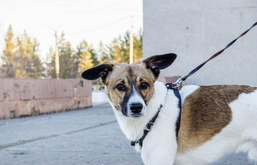Waarschuwing: honden lopen risico op dodelijke ziekte door vossen