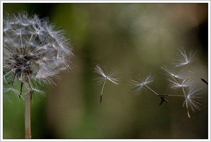 Help, overal paardebloemen! Geen nood, met deze tip zijn ze in een handomdraai weg!