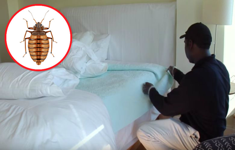 Dit zijn de 6 favoriete verstopplekken van bedwantsen