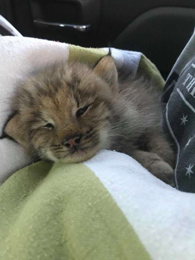Canadese man vindt kitten, realiseert zich pas later dat het een lynx is