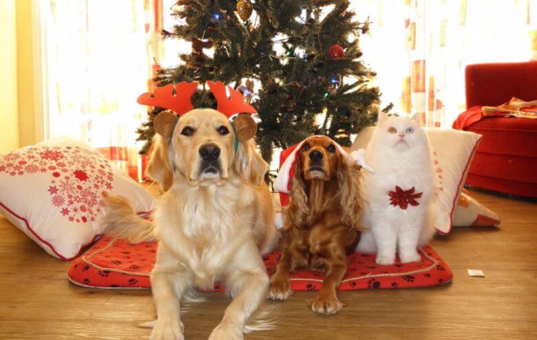 Baasjes opgelet! Dierenbescherming waarschuwt voor giftige kerstboom