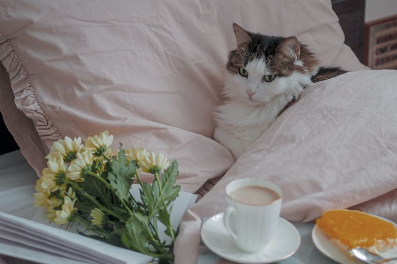 Met je huisdieren slapen in bed? Zo ongezond is dat voor je