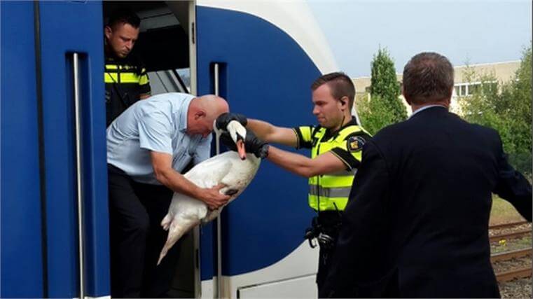 Wat een ongelofelijke held deze machinist...Duim omhoog voor deze dierenvriend!