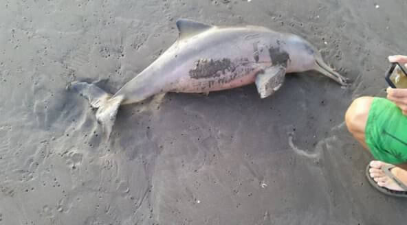 Deze baby dolfijn stierf omdat mensen op het strand zo nodig selfies moesten nemen met het dier. Waar gaat het naartoe?!