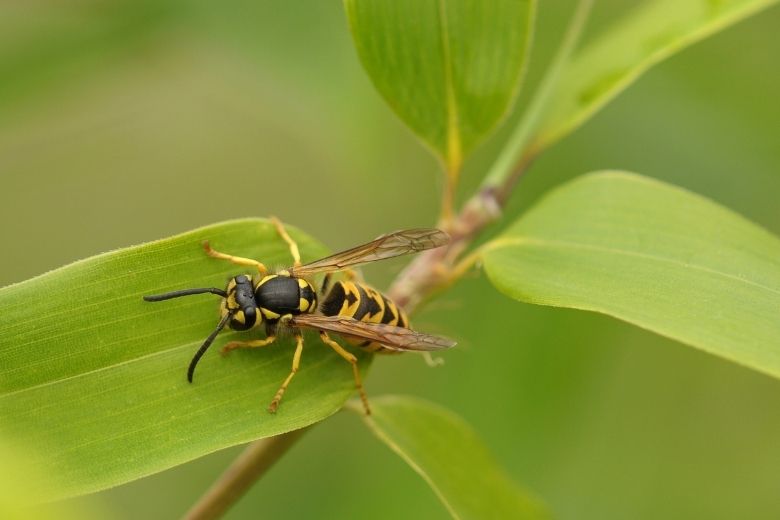 Dit is waarom je niet zomaar een wesp dood moet slaan