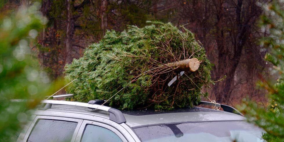 Neem jij een echte kerstboom? Pas dan op voor DEZE beestjes! DIT is hoe je ze voorkomt!