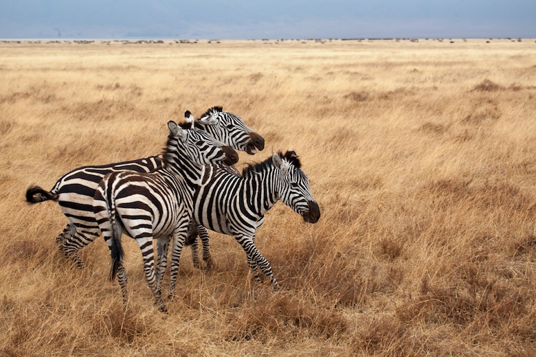 Optische illusie: kun jij zien welke zebra in de camera kijkt?