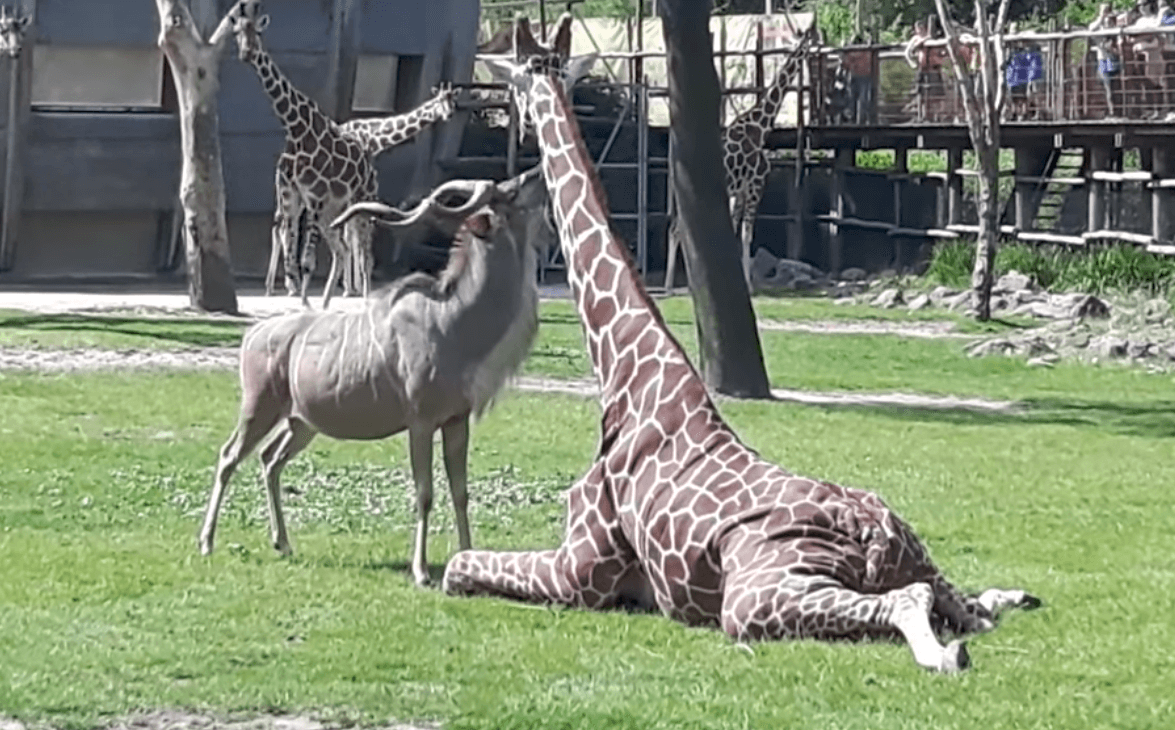 Verschrikkelijk: koedoe valt giraffe aan in dierentuin: "Het was echt DOODENG"