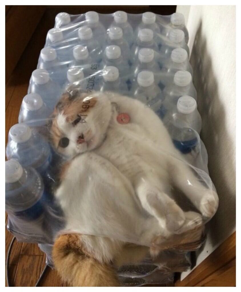 kat