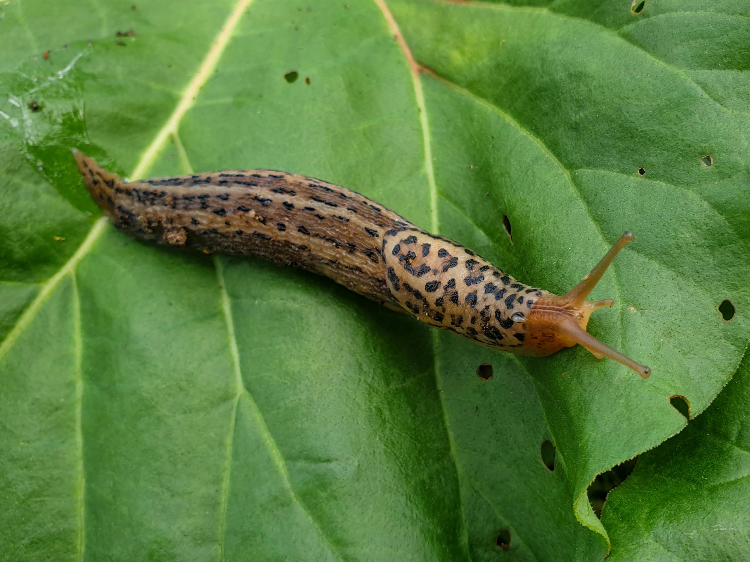 Verpletter deze slak vooral niet, het is de enige die uw tuin beschermt
