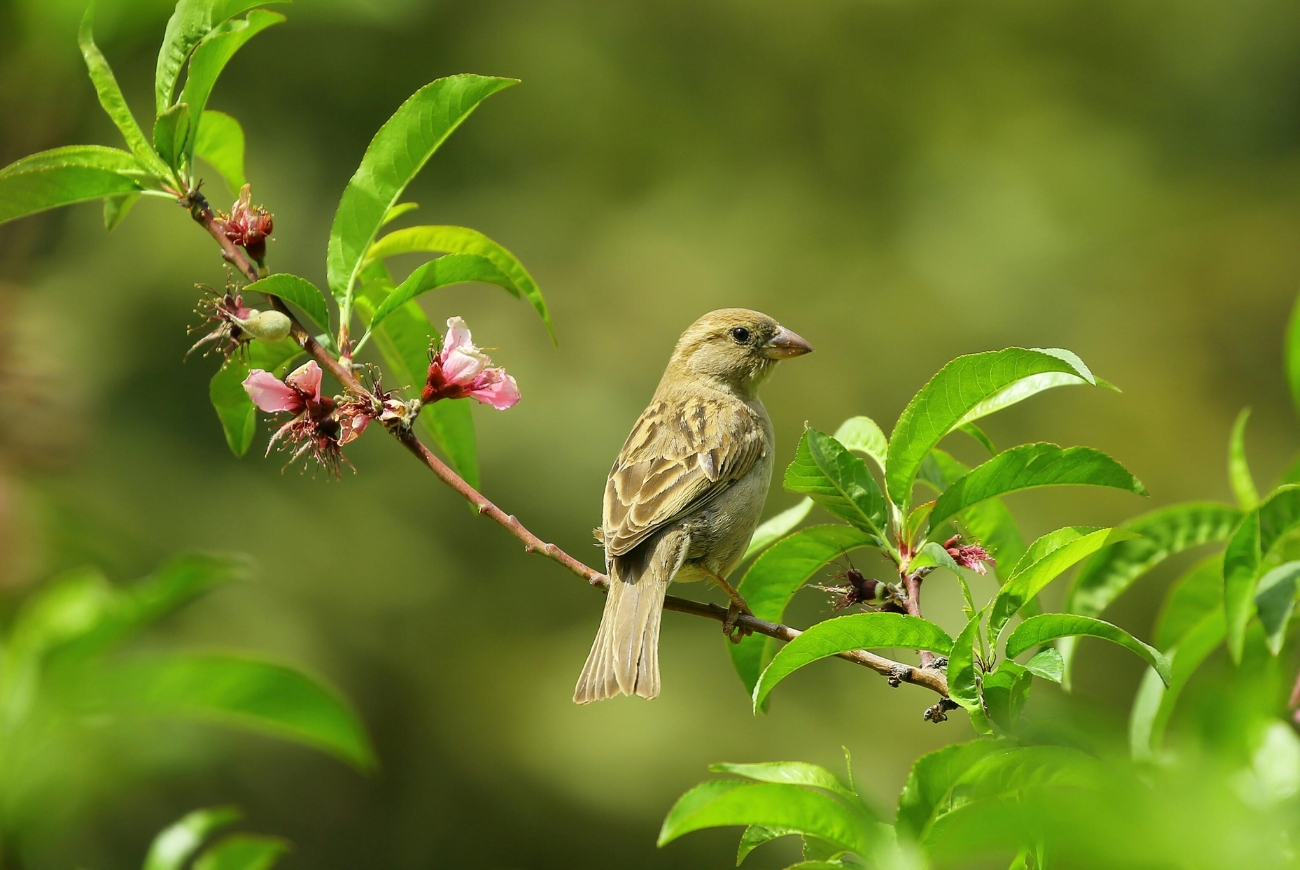 Aha: zo voorkom je dat er vogels tegen je raam aan vliegen