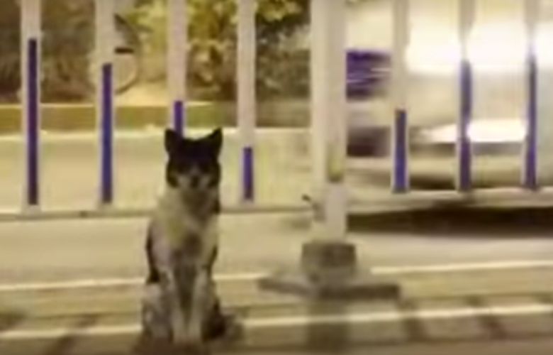 Hond waakt al tachtig dagen over plek waar baas verongelukte