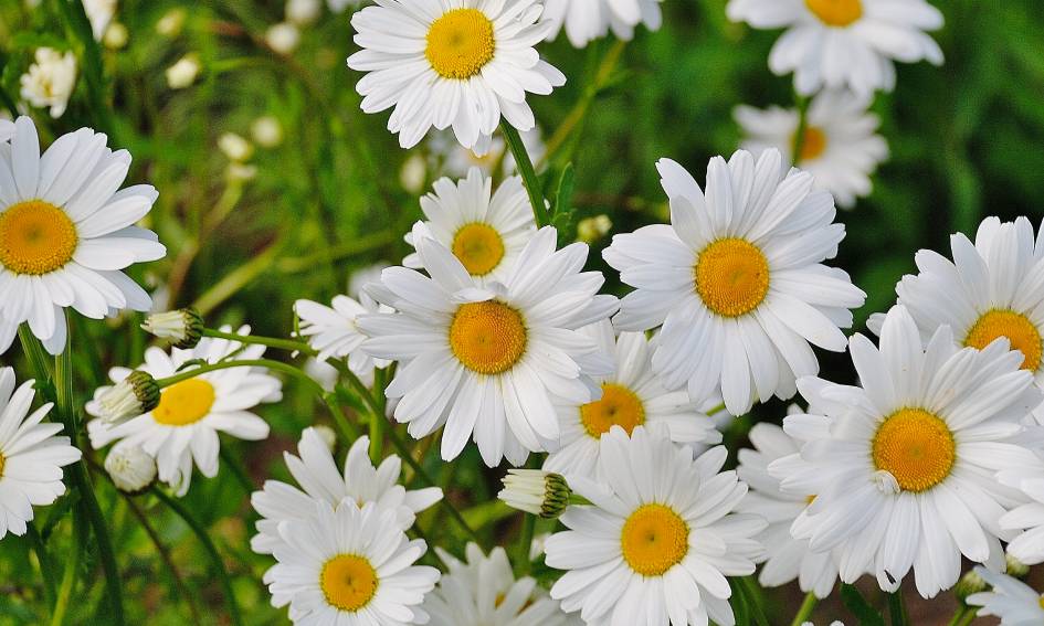 Madeliefje is de Nationale Bloem van Nederland