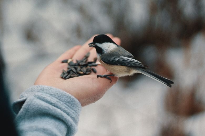 Vogeltjes voederen: wanneer kunnen we de vetbolkransen weer ophangen?